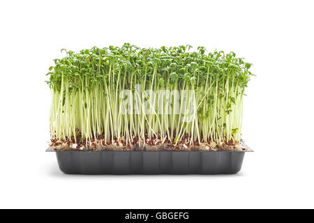 Cress sprouts isolated on white Banque D'Images