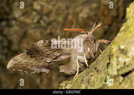 Peuplier adultes Hawk-moth (Laothoe populi), España Banque D'Images