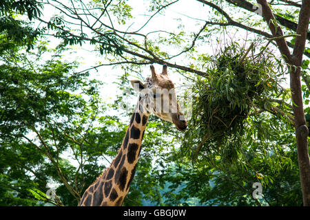 Portrait de girafe contre des arbres Banque D'Images