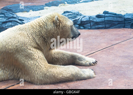 Vue de côté de l'ours polaire au Zoo de détente Banque D'Images