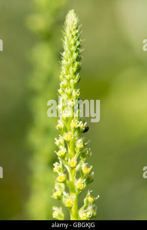 Reseda luteola (soudure) fleur. Détail de l'inflorescence de plante en famille, Resedaceae beetle tricheuse Banque D'Images