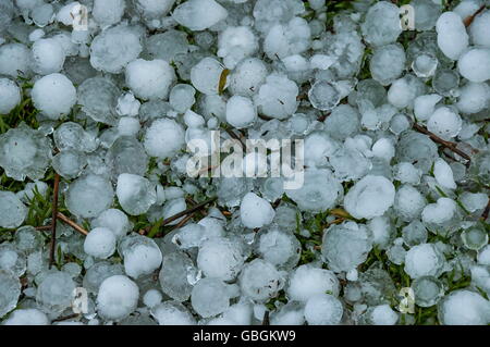 Grande quantité de boule de glace sur l'herbe dans le jardin, Afrique du Sud Banque D'Images