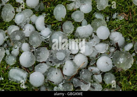 Grande quantité de boule de glace sur l'herbe dans le jardin, Afrique du Sud Banque D'Images