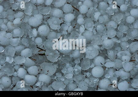 Grande quantité de boule de glace sur l'herbe dans le jardin, Afrique du Sud Banque D'Images