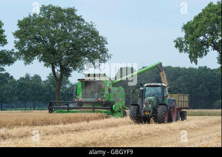 La récolte de maïs, la moissonneuse-batteuse, Basse-Saxe, Allemagne Banque D'Images
