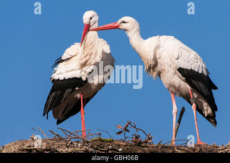 Cigognes blanches, paire, Saxoyn, Allemagne / (Ciconia ciconia) Banque D'Images