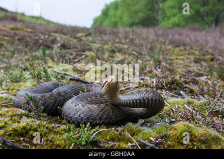 Adder, Basse-Saxe, Allemagne / (Vipera berus) Banque D'Images