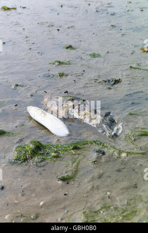 À côté de l'os de seiche seiche Banque D'Images