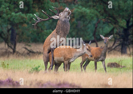 Le parc national de Red Deer, Hooge Veluwe, Gueldre, Pays-Bas / (Cervus elaphus) Banque D'Images
