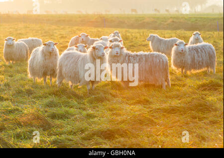 Moutons blancs interrogés heath, Basse-Saxe, Allemagne Banque D'Images