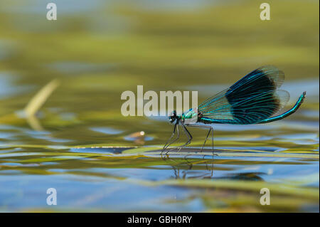 Gebaenderte Prachtlibelle, Niedersachsen, Deutschland / (Calopteryx splendens) Banque D'Images