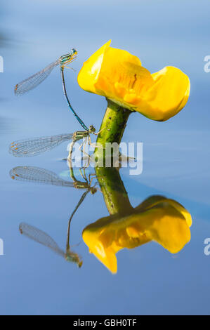 Blaue Federlibellen, Niedersachsen, Deutschland / (Platycnemis pennipes) Banque D'Images