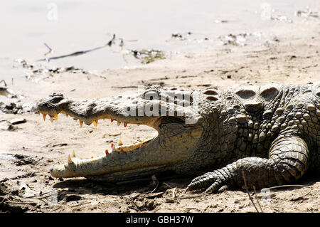 Les crocodiles sacrés de Sabou au Burkina Faso Banque D'Images