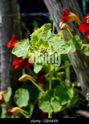 Close-up of a fermé les boutons de fleurs de capucines. Le feuillage et les fleurs rouges dans les eaux peu profondes se concentrer au-delà. Banque D'Images