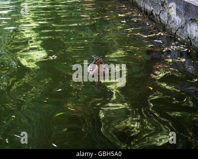 canard sur le lac Banque D'Images