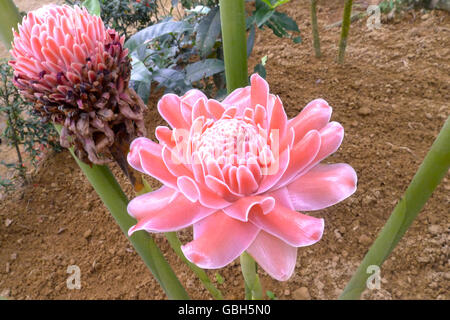 La plante tropicale Torch ginger est en croissance en Asie. Banque D'Images