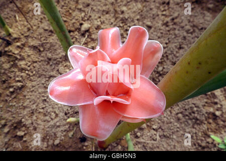 La plante tropicale Torch ginger est en croissance en Asie. Banque D'Images