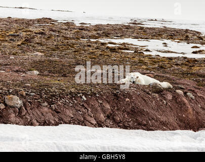 Ours polaire couché sur tundra à Worsleyneset , Woodfjorden, Îles Svalbard, Norvège Banque D'Images