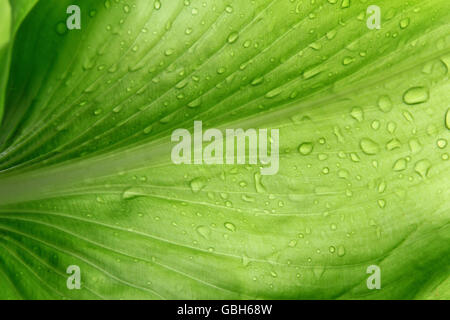 Un résumé des gouttes d'eau sur les feuilles qui a été prise dans le cadre de la feuille Banque D'Images