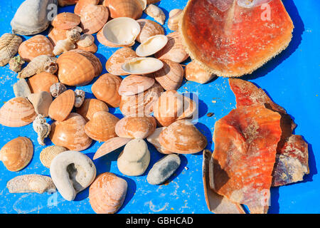 Les coquillages sur table en bois bleu, l'île de Samos, Grèce Banque D'Images