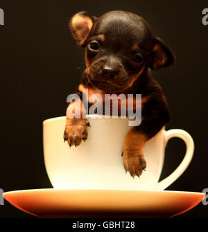 Un chiot Chihuahua de trois semaines nommé Tom Thumb dans une tasse de thé. Le chien, qui mesure huit pouces de long, est considéré comme l'un des plus petits chiens nés au Royaume-Uni et est à seulement deux pouces de moins qu'un record du monde pour un petit chien. Banque D'Images