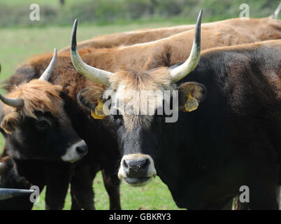 L'agriculteur apporte du bétail géant en Grande-Bretagne.Chahut bétail sur une ferme près de Broadwoodwidger. Banque D'Images