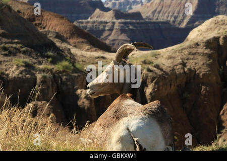 Mouflons dans la nature, assis sur une falaise, avec les Badlands National Park dans l'arrière-plan Banque D'Images