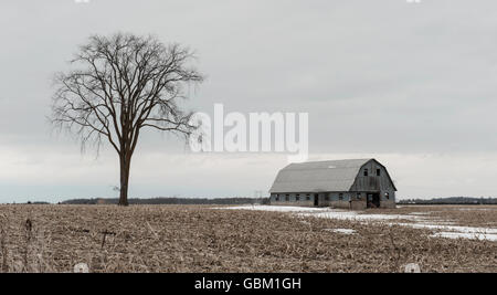 Seul arbre et grange en champ d'hiver Banque D'Images