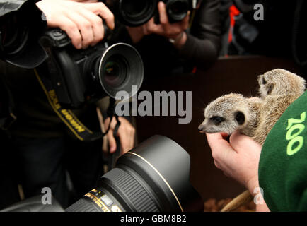 Photographes prenant des photos de bébés meerkats Lia et Roo avec le gardien de zoos Suzi Hyde au zoo de Londres, dans le centre de Londres. Banque D'Images