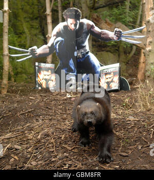 Pour célébrer le lancement de X-Men Origins: Wolverine le jeu vidéo au Royaume-Uni le 1er mai, l'éditeur de jeux Activision sponsorise la seule famille de wolverines du Royaume-Uni au zoo d'Édimbourg en Écosse, avec le wolverine mâle principal renommé Logan en respect du personnage de Marvel. Banque D'Images