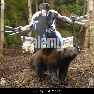 Pour célébrer le lancement de X-Men Origins: Wolverine le jeu vidéo au Royaume-Uni le 1er mai, l'éditeur de jeux Activision sponsorise la seule famille de wolverines du Royaume-Uni au zoo d'Édimbourg en Écosse, avec le wolverine mâle principal renommé Logan en respect du personnage de Marvel. Banque D'Images