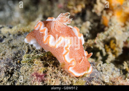 Limace de mer ou nudibranch, Glossodoris rufomarginata, Ambon, Moluques, Indonésie, Pacifique Banque D'Images