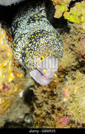 L'anguille flocon, Echidna nebulosa, Ambon, Moluques, Indonésie, Pacifique Banque D'Images