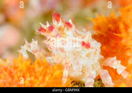 Crabe Hoplophrys coraux mous, oatesii, Ambon, Moluques, Indonésie, Pacifique Banque D'Images