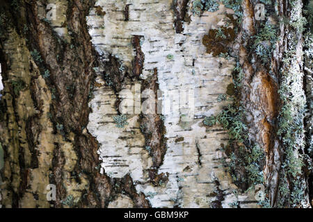 L'écorce blanche et Moss. Fond d'écorce de bouleau. La texture d'écorce de bouleau. L'écorce des arbres. Arrière-plan de l'écorce. La texture de l'écorce. Banque D'Images