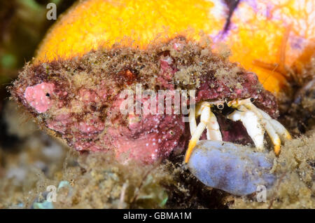 Petit blanc, l'ermite Calcinus minutus, Ambon, Moluques, Indonésie, Pacifique Banque D'Images