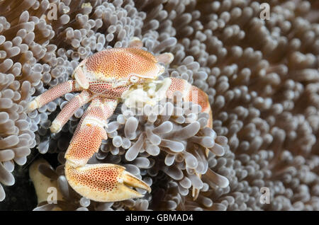Crabe porcelaine maculée, Neopetrolisthes maculatus, Ambon, Moluques, Indonésie, Pacifique Banque D'Images