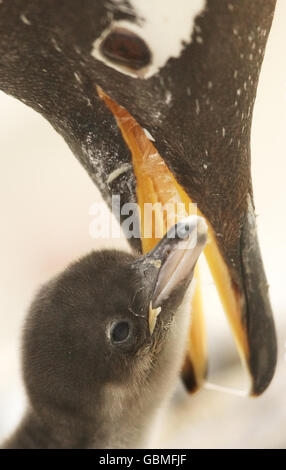 Un nouveau pingouin est vu avec sa mère au zoo d'Édimbourg. Banque D'Images