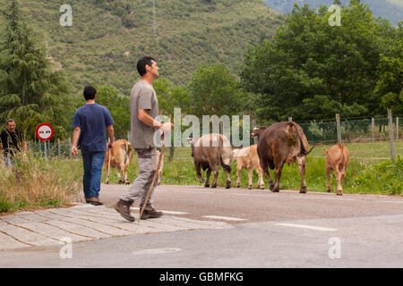 Conduire le bétail des agriculteurs le long d'une route de campagne à Potes dans les Picos de Europa, au nord de l'Espagne Banque D'Images