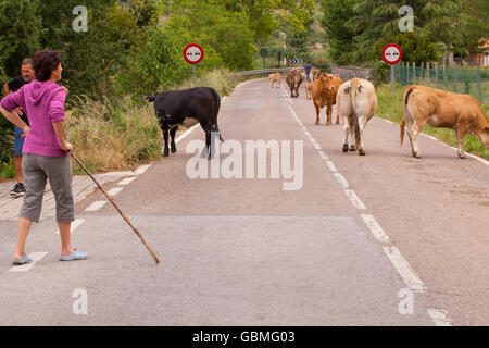 Conduire le bétail des agriculteurs le long d'une route de campagne à Potes dans les Picos de Europa, au nord de l'Espagne Banque D'Images