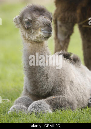 Un chameau Bactrian nouvellement né, nommé Alba, en hommage à Home Coming Scotland, est photographié avec sa mère Mitzi à Blair Drummond Safari and Adventure Park. Banque D'Images