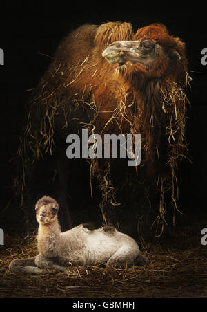 Un chameau Bactrian nouvellement né, nommé Alba, en hommage à Home Coming Scotland, est photographié avec sa mère Mitzi à Blair Drummond Safari and Adventure Park. Banque D'Images