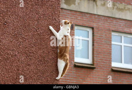 Spidercat Charlie Le Chat Surnomme Araignee Chat Apres Qu Il Monte Les Murs Pour Gagner L Entree A Son Plat Photo Stock Alamy Spidercat Charlie Le Chat Surnomme Araignee Chat Apres Qu Il Monte Les Murs Pour Gagner L Entree A Son Plat Photo Stock Alamy