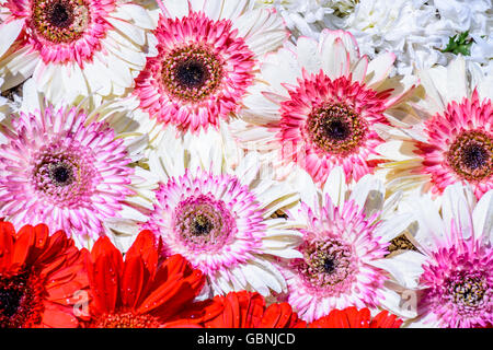 Marguerites sur tapis pour le Carême en procession Antigua, Guatemala ; ville avec plus célèbre célébrations de la Semaine Sainte en Amérique latine Banque D'Images