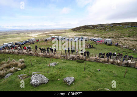 56e Tan Hill Mouton Swaledale ouvert Banque D'Images