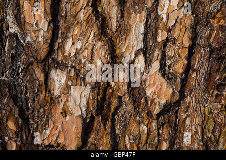 La texture de l'écorce de pin rouge. L'écorce des arbres. Banque D'Images