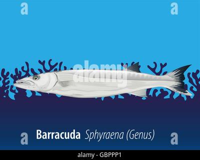 Barracudas nager dans la mer illustration Illustration de Vecteur