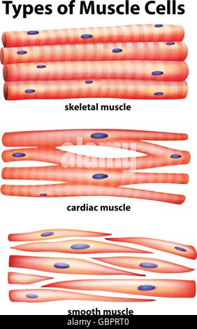 Schéma de types de cellules musculaires, illustration Illustration de Vecteur