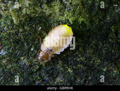 Tutzing, Allemagne. 7 juin, 2016. Un lumineux firefly sur une pierre dans un jardin à Tutzing, Allemagne, 7 juin 2016. Le lightning bugs sont actifs pendant la nuit et voler dans les nuits d'été à sec à partir de la fin de juin. PHOTO : URSULA DUEREN/DPA - AUCUN FIL SERVICE - © dpa/Alamy Live News Banque D'Images