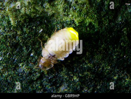 Tutzing, Allemagne. 7 juin, 2016. Un lumineux firefly sur une pierre dans un jardin à Tutzing, Allemagne, 7 juin 2016. Le lightning bugs sont actifs pendant la nuit et voler dans les nuits d'été à sec à partir de la fin de juin. PHOTO : URSULA DUEREN/DPA - AUCUN FIL SERVICE - © dpa/Alamy Live News Banque D'Images